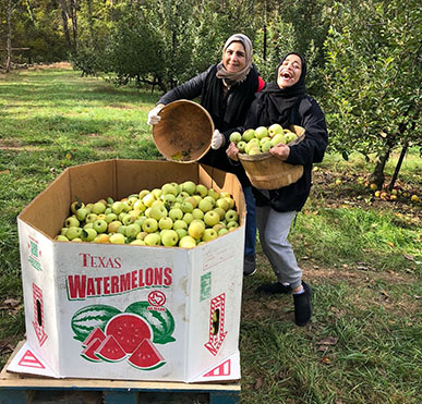 Apple picking